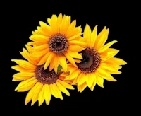 three yellow sunflowers on a black background